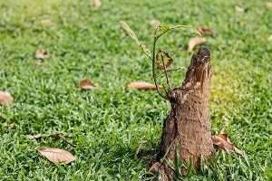 Stump of tree or shrub on landscaped lawn.