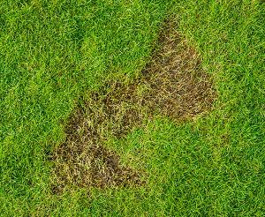 Lawn pests clearance