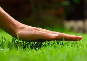 Hand above green fresh grass on a lawn.