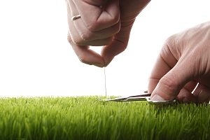 Man cuts lawn with a nail scissors