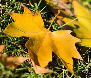 Autumn leaf leaves on ground of grass lawn.