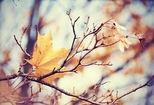 Lonely yellow-gold maple leaf on a branch late fall.