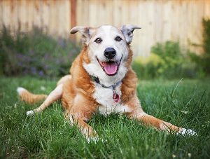 A dog laying in the grass in a backyard smiling at the camera.