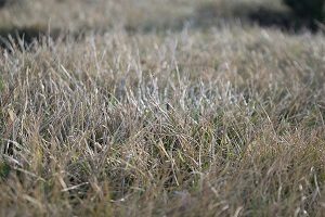 Lawn in grayish colors in early spring on a sunny day.