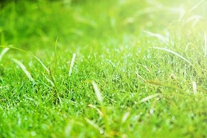 Fresh green spring grass with drops water.