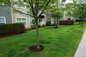 Landscaping lawn and green tree in apartment community.