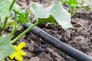 Seedling vegetable beds with drip irrigation system.