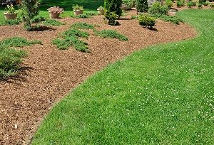 A picture of landscape with the lawn and a mulched garden