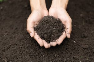 Gardener holding soil in hands.