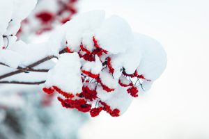 Winterberry fruit branch in winter covered in snow.