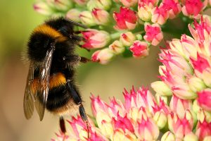 Bumble bee extracting pollen from a flower in a pollinator-friendly garden