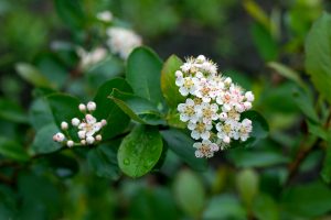 The white flowers of a black chokeberry shrub native to New England.