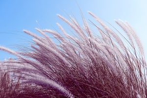 Purple, feathery ornamental grass, indicating the benefits of applying ornamental grass to your landscape.