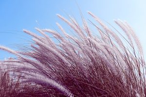 purple feather grass