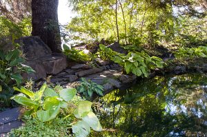 A shady garden with a miniature pond water feature, flat stones, and large-leafed plants