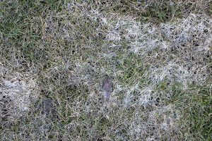 A spring lawn affected by gray snow mold, one of the common landscape problems after winter
