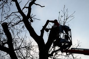 Tree climber on a crane platform in a basket with a railing. Cut of an old dry tree with a chainsaw. He has a helmet and a red winter jacket