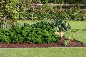 A backyard vegetable garden planted atop a mulch bed surrounded green grass