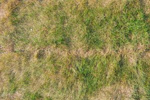 Lawn briquettes with dying grass. Texture of dying lawn with healthy green grass and dead dry grass.