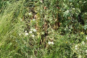 Extremely tall overgrown grass with faded thistle and other weeds with rusty wheelbarrow in the middle of wild bush