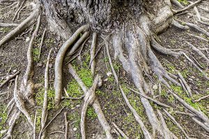 Exposed tree roots as a result of erosion