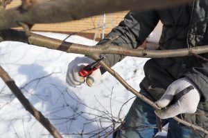 A man pruning an apple tree in winter using hand pruner