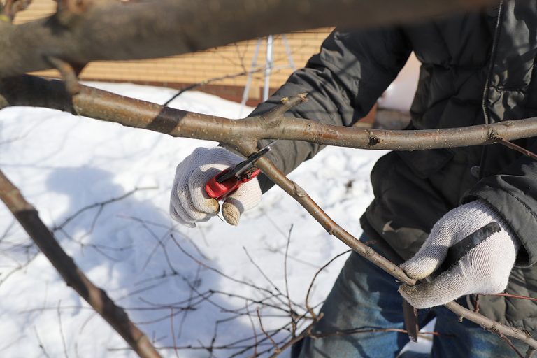 Tips for Pruning Trees in Winter Dolan Landscaping