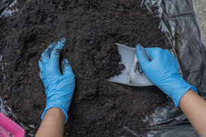 Hands wearing blue latex gloves scooping out soil from a bag