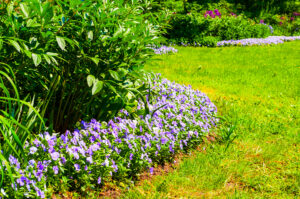 A sustainable landscape with native bushes and flowers and green grass