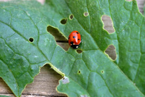 Ladybug on a leaf with holes. Green radish leaf eaten by insects. Pests in the garden that eat the leaves of vegetables. Ladybug in the garden