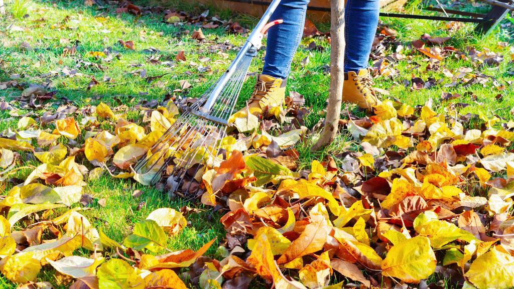 The Best Ways To Tackle Fall Leaf Cleanup - Dolan Landscaping