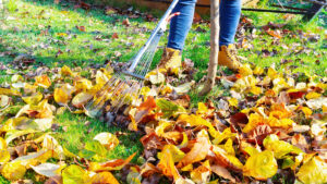 Person raking fallen leaves on lawn in autumn.