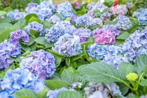 Blue and purple hydrangeas in full bloom.