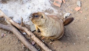 Groundhog After Hibernation - Predicting an Early Spring