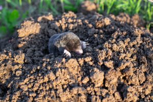 Mole crawls out of a wormhole in vegetable garden