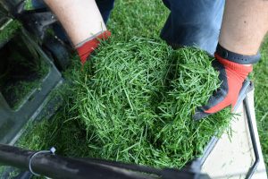 Gloved holding grass clippings from a lawn mower.