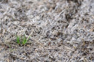 Diseased and grey grass with several blades of green grass in it.