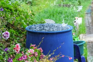 Blue barrel collecting rainwater in a lush environment.