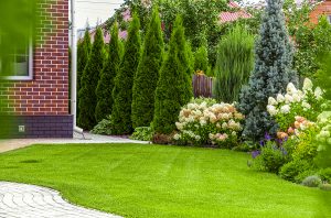 Trees and bushes planted for yard privacy
