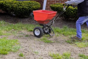 Homeowner working on overseeding lawn during the fall.