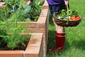 Women managing vegetable garden with basket of produce.