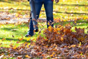 Worker using a leaf blower to clean up leaves in yard.